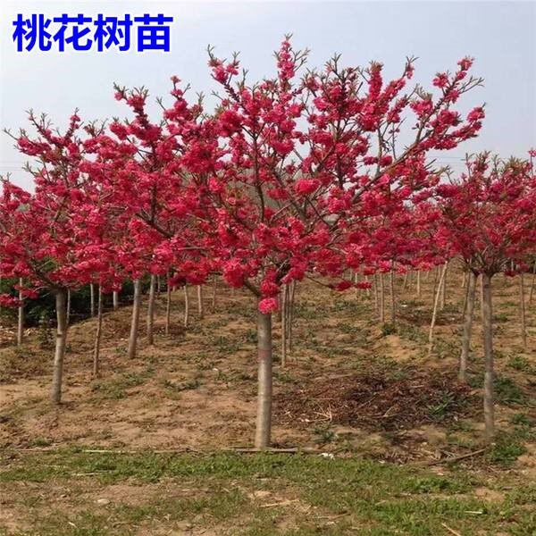 庭院观赏桃花红叶碧桃树苗紫叶碧桃苗工程绿化苗紫叶桃别墅风景树