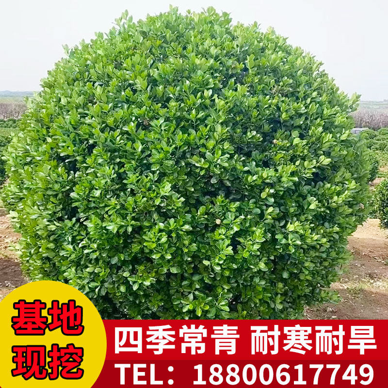 冬青球树球形四季常青冬青苗大叶黄杨苗法国冬青树型庭院绿化苗木