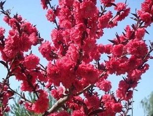 观赏桃花红叶碧桃树桃树花卉工程绿化紫叶桃风景树苗庭院园林苗木