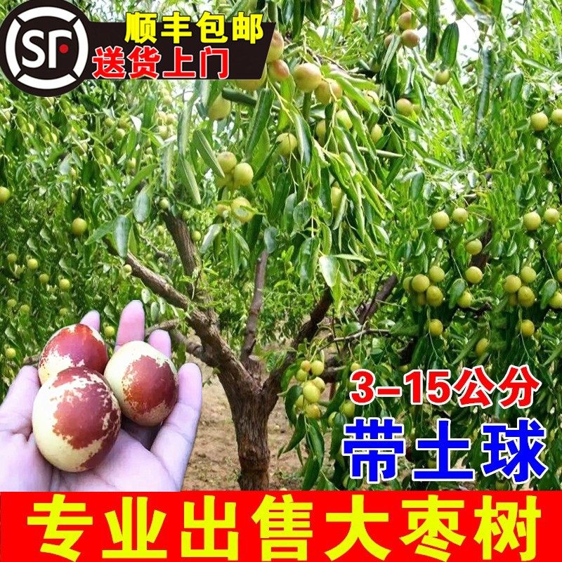 枣树活苗特大沾化冬枣二代果树果苗南北方庭院种植嫁接大枣树带土
