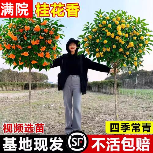 桂花树苗大多盆栽南北方种
