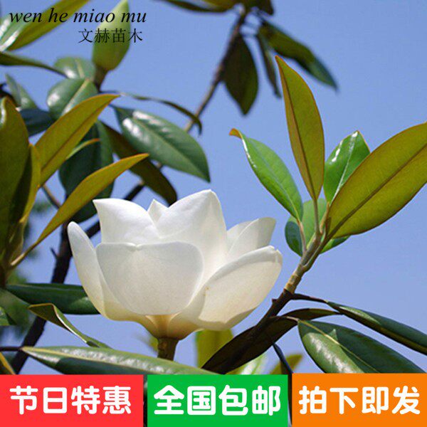 绿化苗木广玉兰小苗四季常青广玉兰荷花玉兰苗盆栽广玉兰树苗