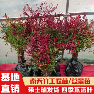 南天竹树苗火焰红天竹苗盆栽花卉庭院绿化南北方耐寒工程色块苗木