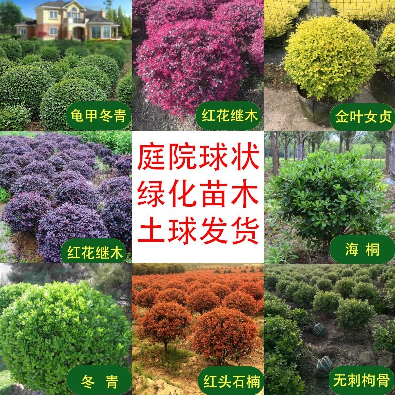 黄杨球红叶石楠树苗红花继木球状绿化庭院花卉大植物风景树工程苗 鲜花速递/花卉仿真/绿植园艺 观叶 /花灌木 原图主图