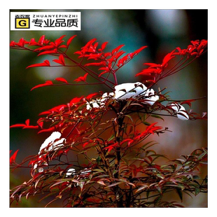 南天竹盆栽盆景绿化苗木室外庭院耐寒植物树苗南天竺红天竹蓝天竹