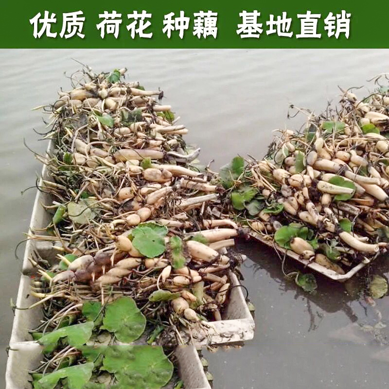 莲藕水养池塘四季盆栽