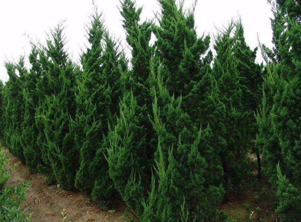 龙柏树苗 龙柏苗塔柏树苗松树苗四季常青绿化苗塔松树苗清明扫墓