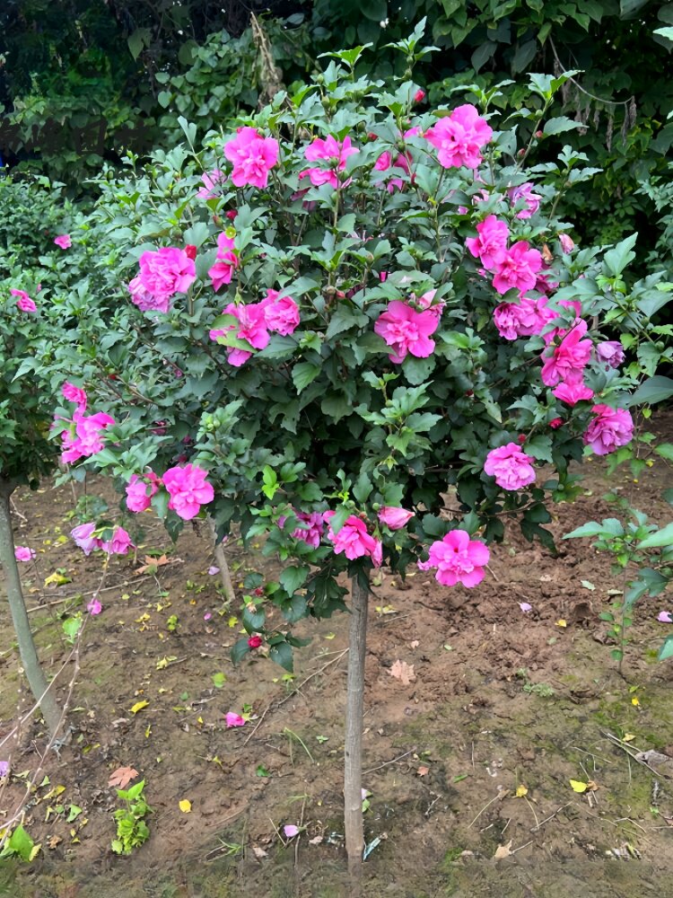 庭院木槿花树苗围墙围栏绿篱笆四季种植耐寒灌木工程绿化花开百日