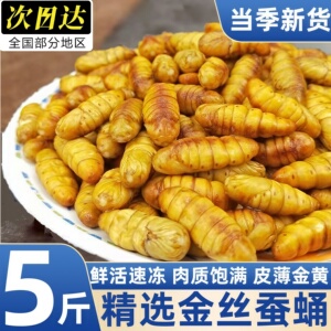 山东潍坊特产金丝蚕蛹鲜活冷冻