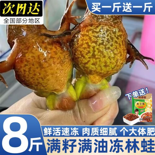 长白山鲜活林蛙速冻满籽满油