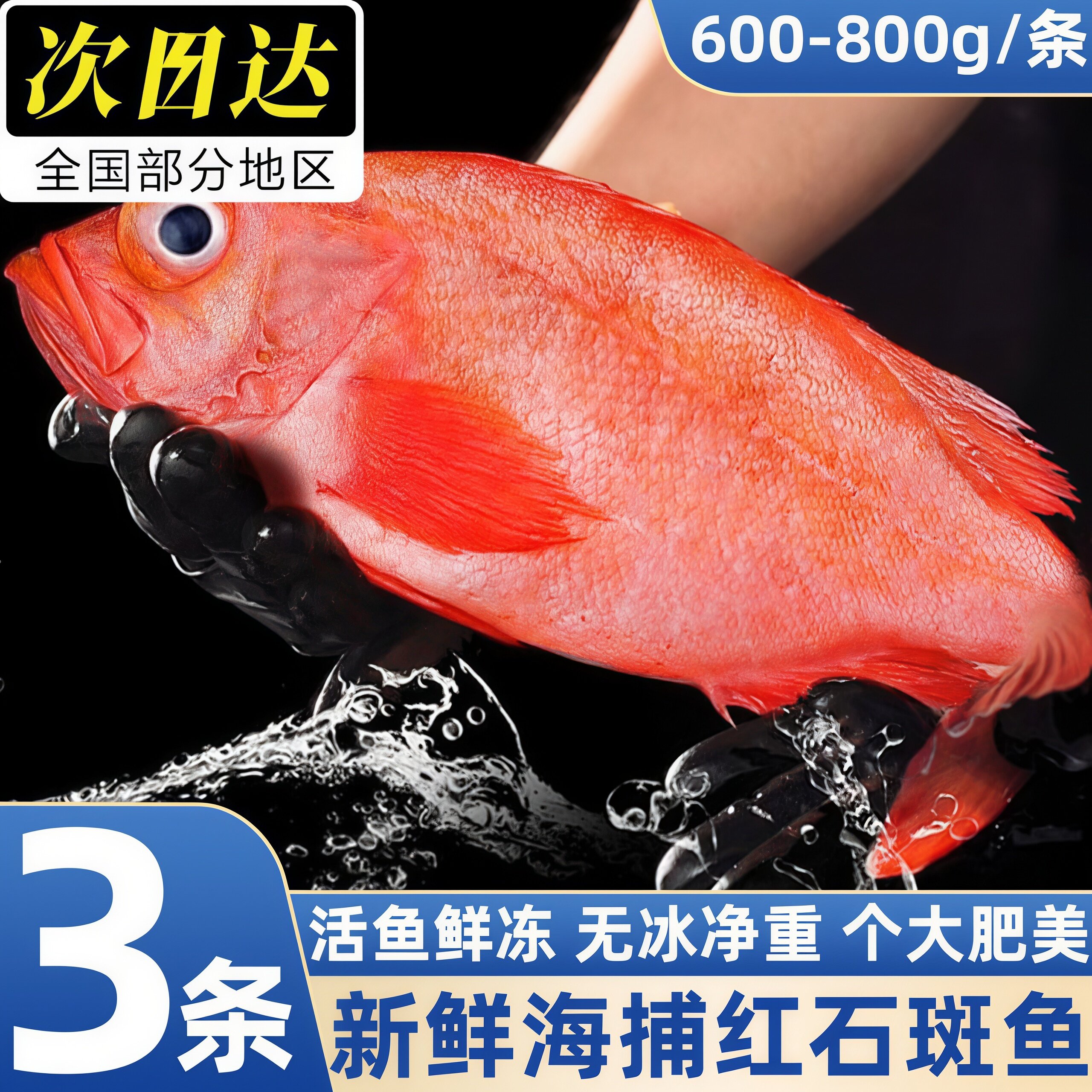 青岛红石斑鱼特大条冷冻包邮