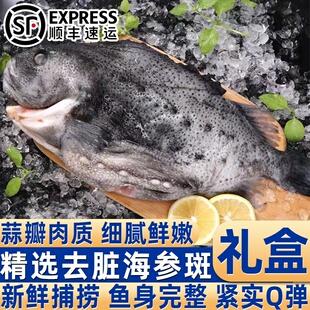 海参斑鱼超大去脏新鲜冷冻野生海鱼冰岛软骨鱼海鲜水产深海特大鱼