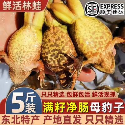 鲜活东北林蛙蛤蟆特产雪蛤鲜活纯母林蛙母豹子满籽净肠鲜活直发