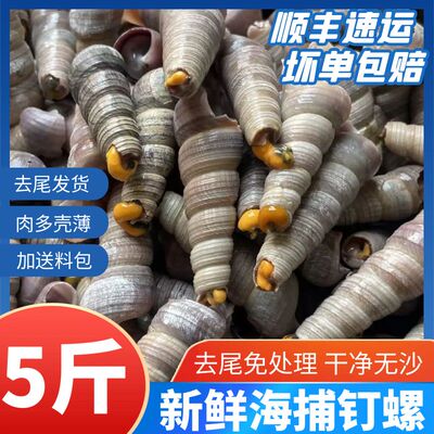 新鲜钉螺去尾大号锥螺