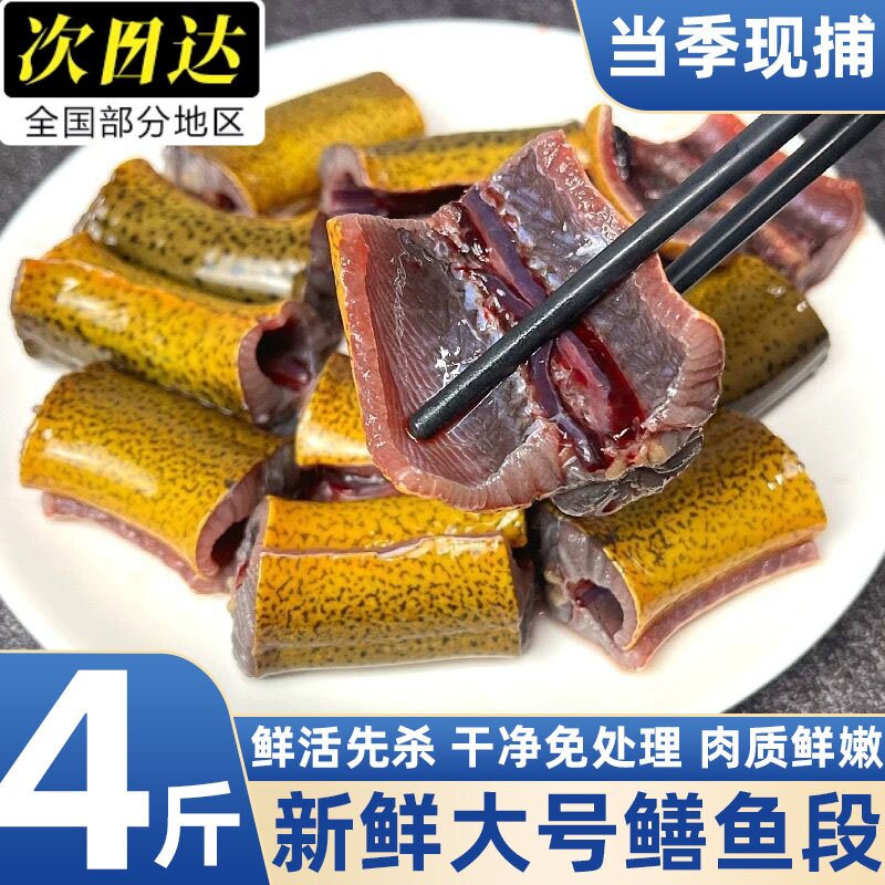新鲜现杀去头内脏黄鳝段