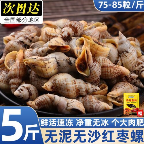 贝贝螺红枣白玉花螺新鲜批发