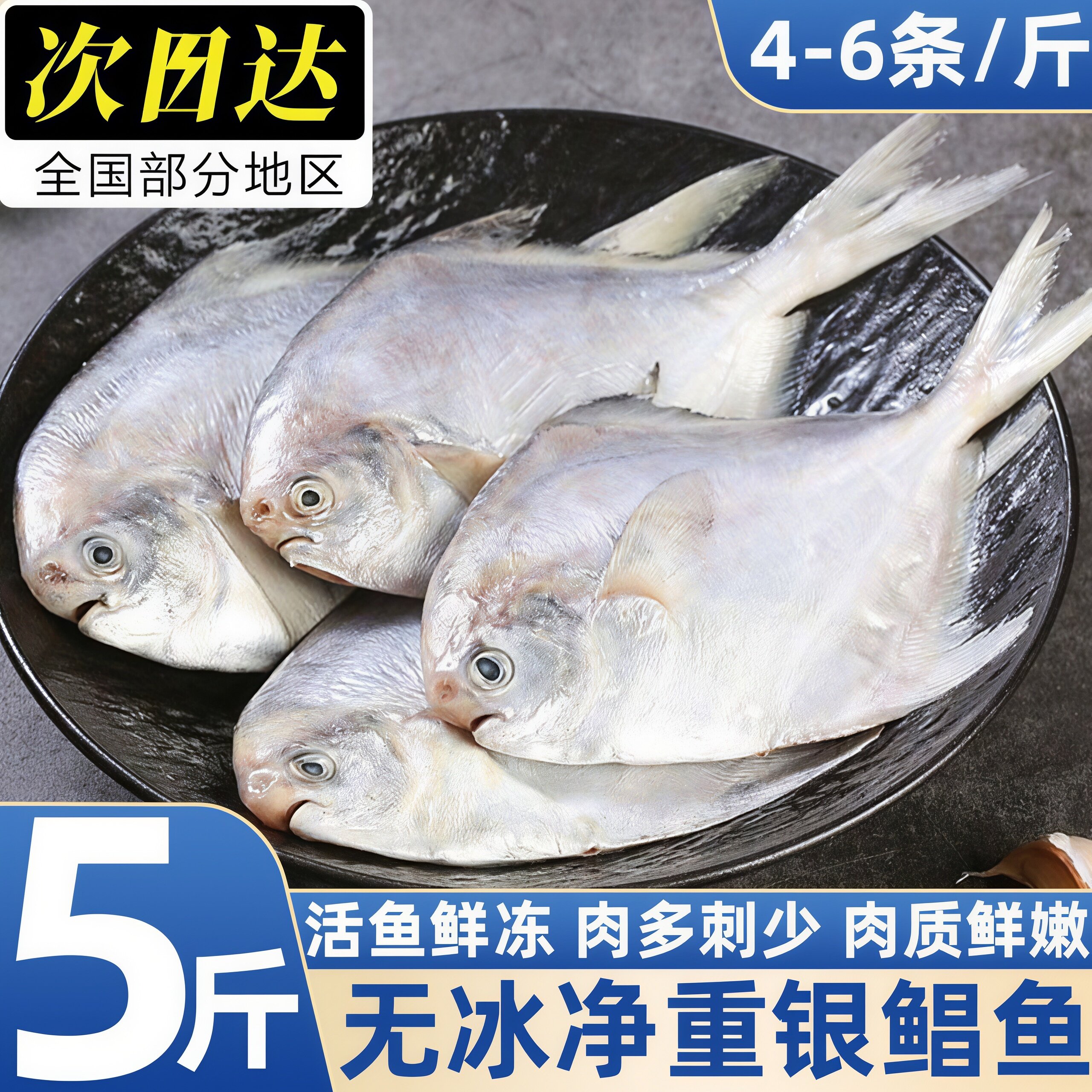 海捕野生银鲳鱼速冻整箱批发