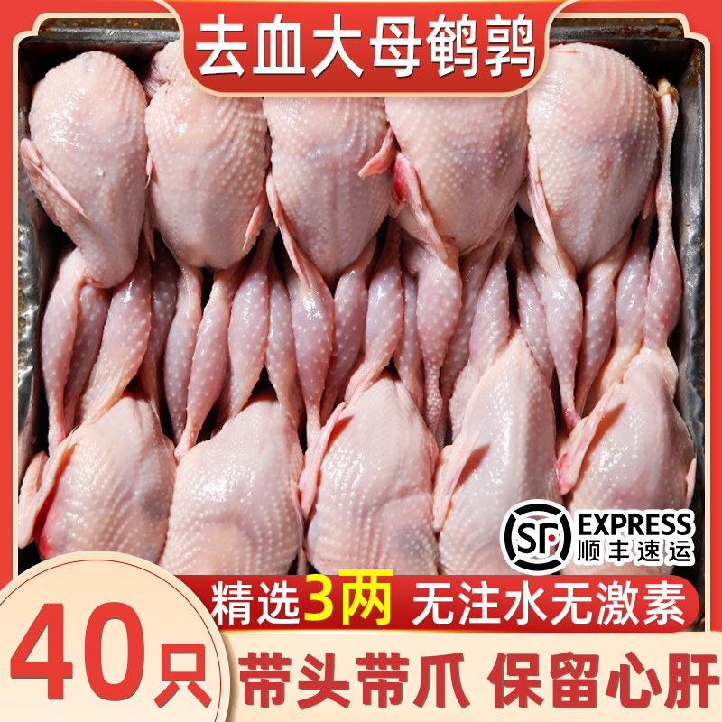 新鲜现杀母鹌鹑大号母鹌鹑速冻