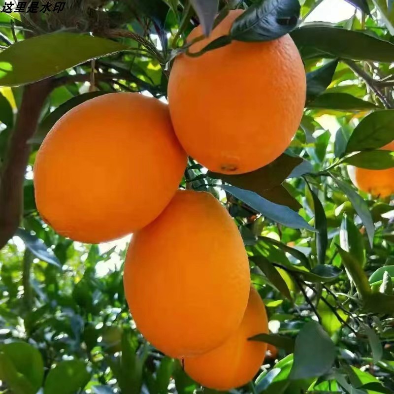 攀枝花纽荷尔脐橙甜蜜多汁好吃