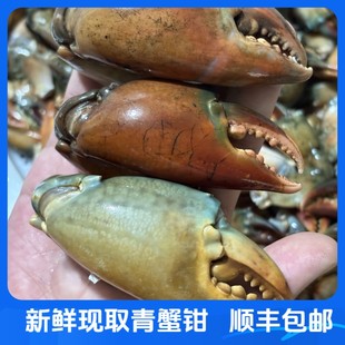 青蟹钳特大蟹腿新鲜冷冻超大钳子香辣蟹脚肉现掰蟹肉顺丰冷链包邮