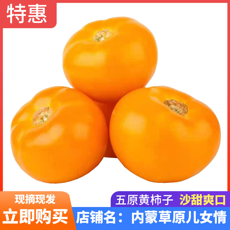 内蒙古黄柿子五原县黄色西红柿现摘水果洋柿子自然熟番茄农家特产 - 实物图