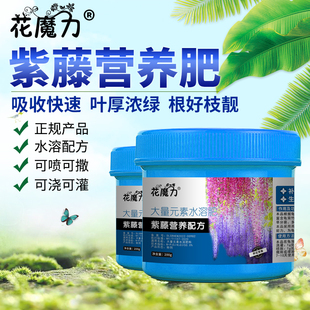 紫藤盆栽专用营养肥爬藤朱藤招藤招豆藤藤萝爬墙花苗爬藤多花养根