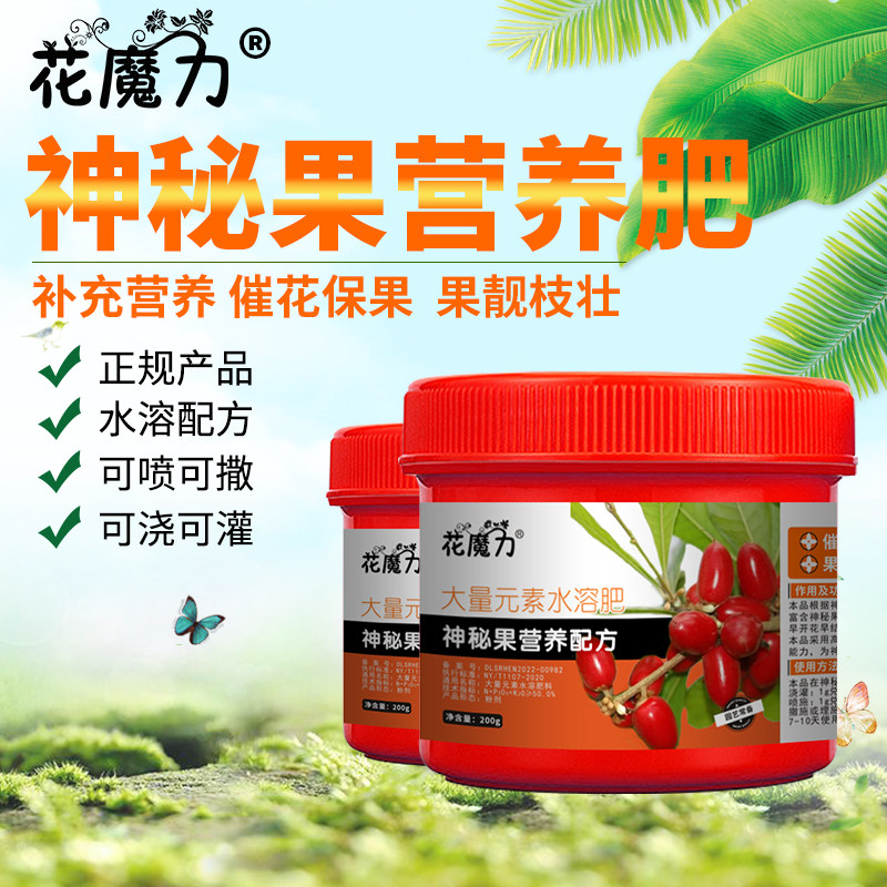 神秘果盆栽盆景专用肥奇异果树苗变味果奇迹果甜蜜果庭院阳台通用
