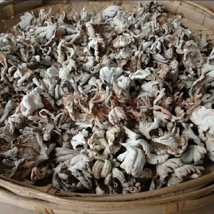 云南德宏土特产 白参菌 可食用农产品 50g-1斤包邮