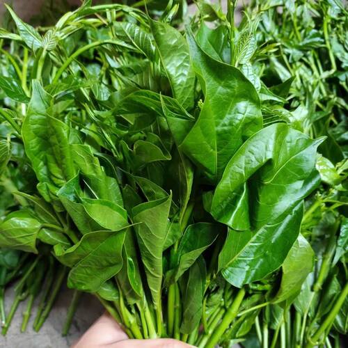 帕克秀 云南德宏特产蔬菜 帕哈秀 新鲜苦菜 傣味新鲜时令食材包邮