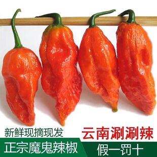 航空包邮 云南德宏特产 新鲜魔鬼辣椒 特辣涮涮辣椒 变态辣现摘新