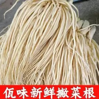 云南德宏新鲜撇菜根苤菜根大韭菜根月子良菜可腌制500克新鲜蔬菜