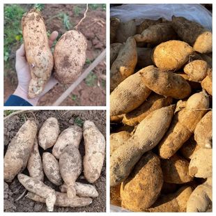 云南高原洋丝瓜根新鲜现挖佛手瓜童年水果新鲜蔬菜洋瓜水嫩多汁