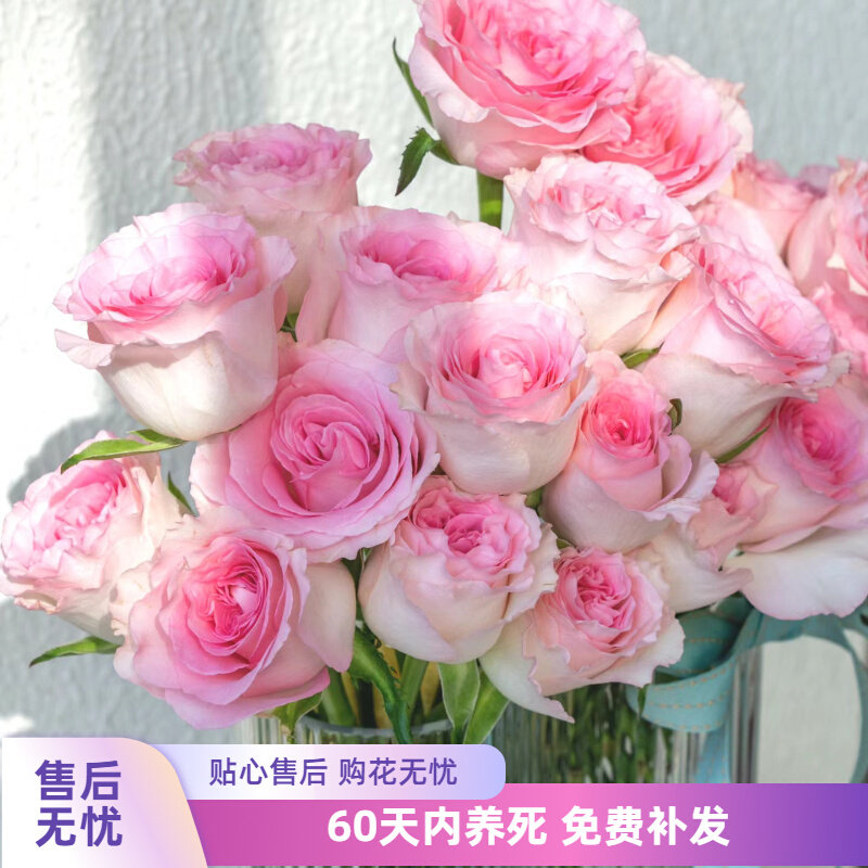 洛神月季花苗切花月季大花浓香玫瑰花苗四季开花阳台庭院盆栽花卉