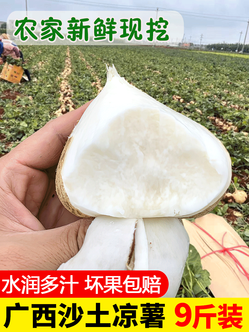 广西凉薯大果9斤新鲜现挖地瓜
