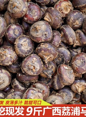 正宗广西桂林荔浦马蹄9斤新鲜荸荠地栗地梨农家水果蔬菜大果包邮3