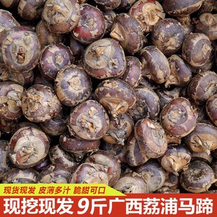 正宗广西桂林荔浦马蹄9斤新鲜荸荠地栗地梨农家水果蔬菜大果包邮3