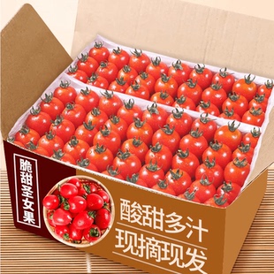 广西新鲜圣女果小番茄酸甜多汁现摘现发箱装红果孕妇水果小西红柿