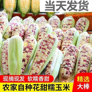 广西花糯玉米现摘新鲜当季水果玉米粒棒甜苞米蔬菜整箱9斤装包邮5