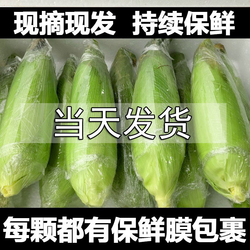 广西白糯玉米新鲜现摘丨销量top