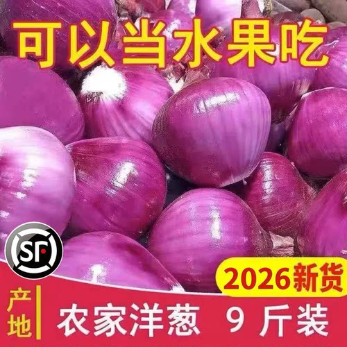 新鲜当季紫皮洋葱现货现发