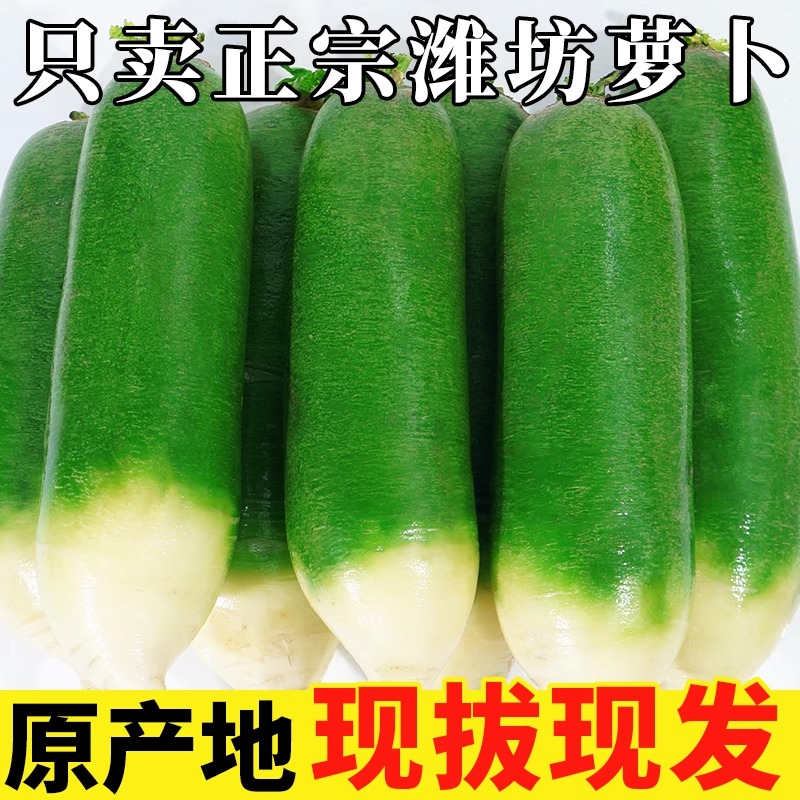 潍坊萝卜水果萝卜甜脆多汁水果型