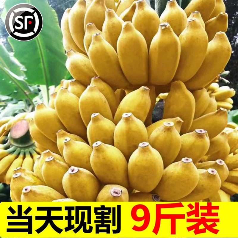 香蕉BANANA新鲜当季特产