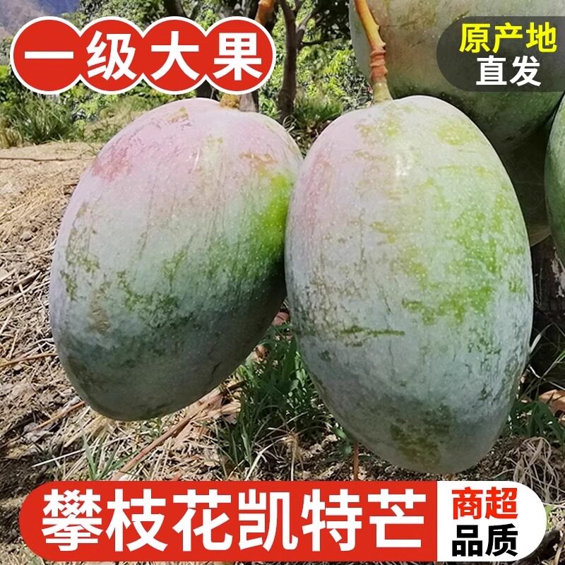 四川攀枝花凯特芒果新鲜现摘