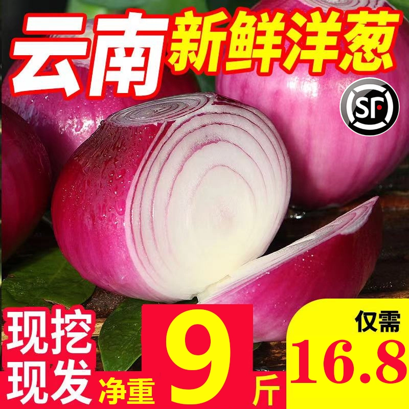 紫皮洋葱新鲜甜当季蔬菜9斤