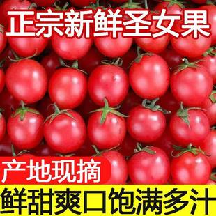 新鲜5斤广西圣女果现摘新鲜孕妇水果番茄千禧小西红柿小番茄整箱
