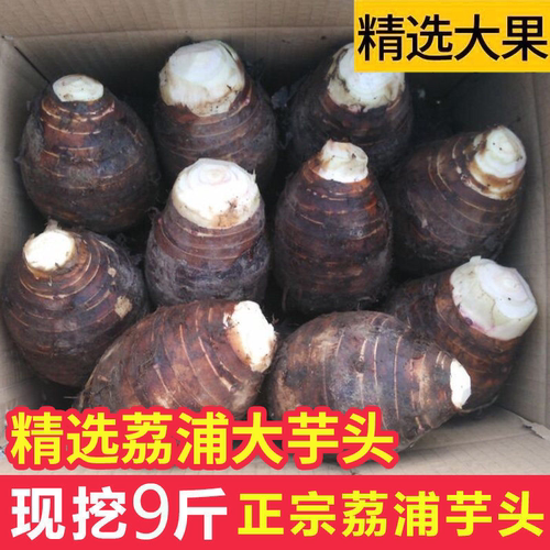 荔浦芋头9斤广西特产蔬菜现挖