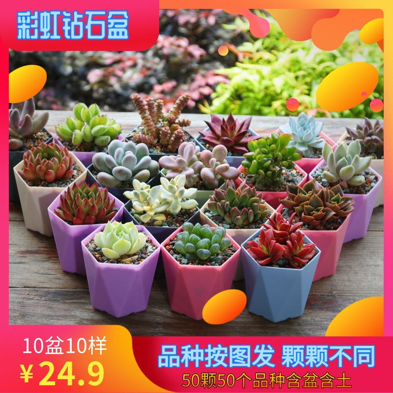 多肉植物盆栽肉肉老桩稀有品种室内花盆套装组合大颗好养花卉绿植 禾泰恩旗舰店 淘优券