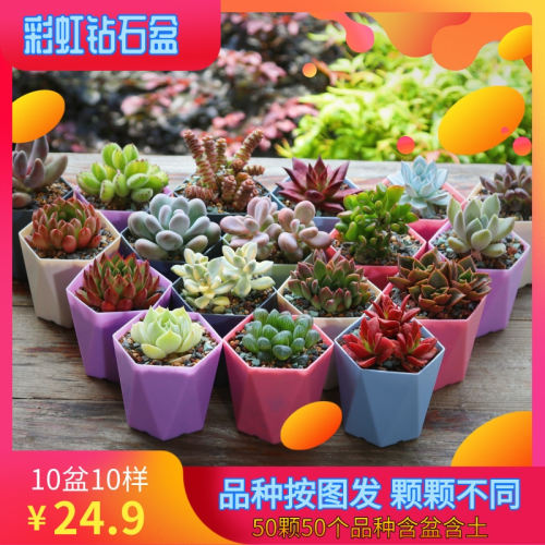 多肉植物大颗价格 多肉植物大颗图片 星期三