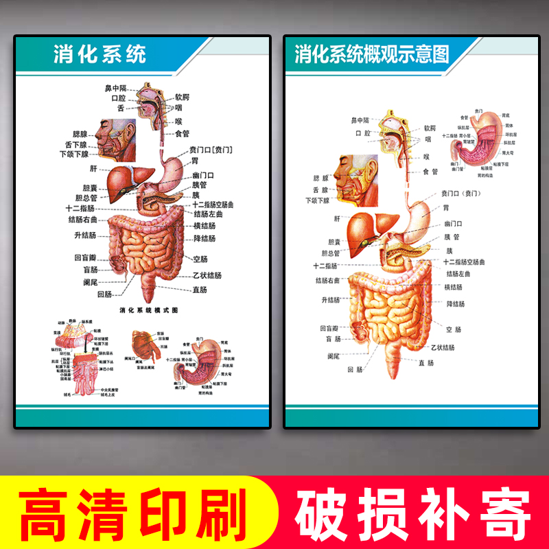 挂图医院诊所消化系统肛肠科