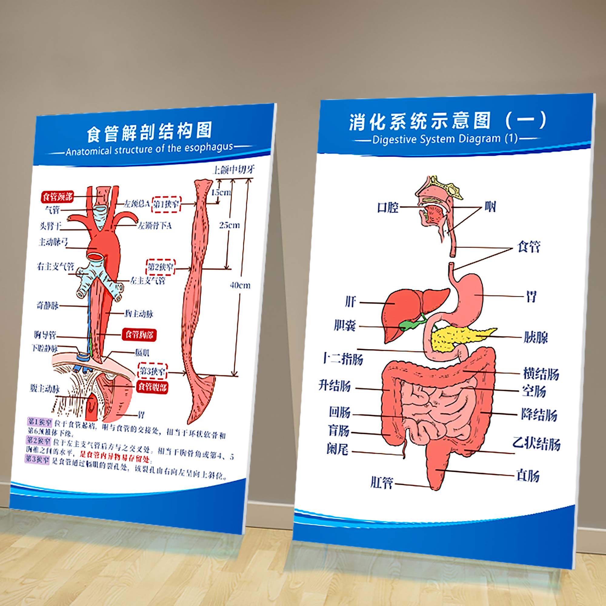 食管示意图,空肠_大山谷图库